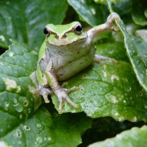 Japanese Tree Frog アマガエル